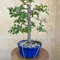 ۳۰ عدد بونسای و پیش بونسای