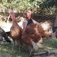 بوقلمون ارگانیک مزرعه|حیوانات مزرعه|قزوین, |دیوار