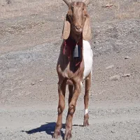 بزنر