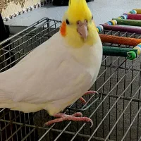 عروس هلندی ماده