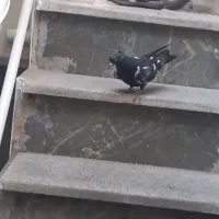 کبوتر|پرنده|مشهد, کارگران|دیوار