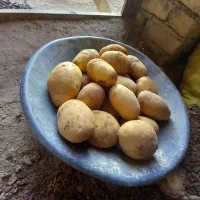 سیب زمینی جلی