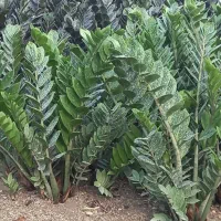 زاموفیلیاسبز مادری ریشه لخت درشت قدبلند