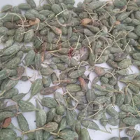هندوانه ابوجهل|خوردنی و آشامیدنی|تهران, امیریه|دیوار