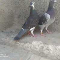 کفترالمانی قره چاپی جان اردن ماده عراقی ذات درس