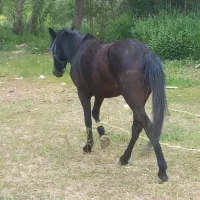 اسب