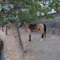 اسب نریان