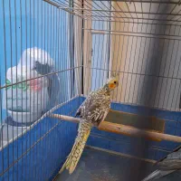 عروس هلندی نر و ماده|پرنده|مشهد, عبادی|دیوار