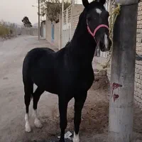 اسب نریان مشکی ۴نشون|اسب و تجهیزات اسبسواری|خمینیشهر, |دیوار