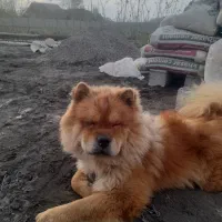 سگ چاوچاو