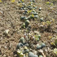 کدو ضایعات سالم قیمت توافقی