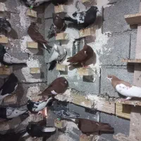 دسته کبوتر رنگی|پرنده|آبپخش, |دیوار