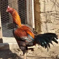 خروس و مرغ لاری