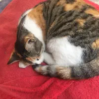 واگذاری گربه خانگی با تعهد|گربه|نوشهر, |دیوار