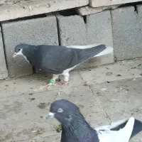 کفتر کبوتر