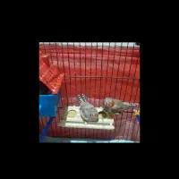 جفت اصل هیکل قول پیکر جامبو پاستیل