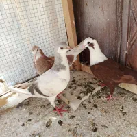 چهار عدد کفتر مفت پر ها قیچی