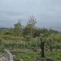فروش زمین پروانه ساختمان واقدام به سند تک برگ|فروش زمین و ملک کلنگی|کلاچای, |دیوار