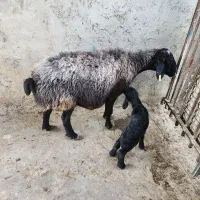 بره شیری|حیوانات مزرعه|خمینی‌شهر, |دیوار