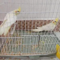 یه جفت (نر و ماده )عروس هلندی نژاد لوتینو سخنگو