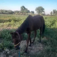 اسب|اسب و تجهیزات اسب‌سواری|شوش, |دیوار