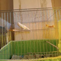 قناری|پرنده|دلیجان, |دیوار