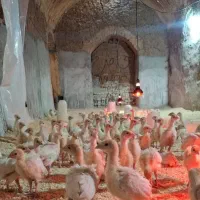 شارژمجدد جوجه بوقلمون بیوتی فوق سنگین ۲۰روزه