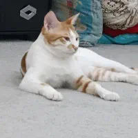 گربه نر آماده جفت گیری