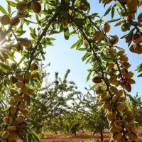 خرید وفروش چوب درختان وانجام همه ی کارهای باغبانی|خدمات باغبانی و درختکاری|صحنه, |دیوار