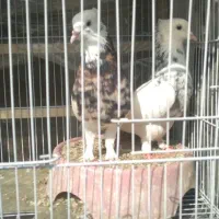 طوقی هفترنگ...ماده قناری رسمی