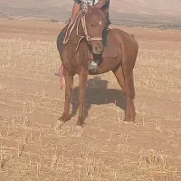 مادیان|اسب و تجهیزات اسب‌سواری|کرمانشاه, |دیوار