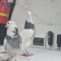 کبوترطوقی الماسی|پرنده|بستان آباد, |دیوار