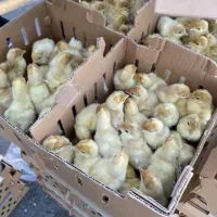 پخش عمده و تکی انواع جوجه بوقلمون مرغ