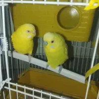 یک جفت مرغ عشق