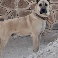 سگ سرابی|سگ|زنجان, |دیوار