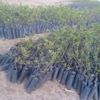 نهال پسته پایه زرندی و آموزش رایگان باغداری پسته