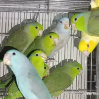 طوطی پروتلت مولد گرینچیک راهب خورشیدی ملنگو کاسکو