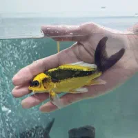 ماهی کوی مایان