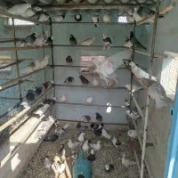 کبوتر کفتر سرور هما ماهرو کله دار پشدار شازده