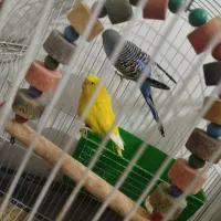 سه عدد مرغ عشق سرحال