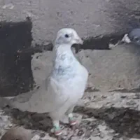 کبوتر گمشده