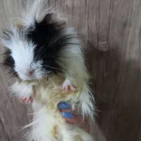 خوکچه هندی|موش و خرگوش|قزوین, |دیوار