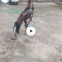 خروس لاری اصل