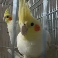 عروس هلندی با تخم