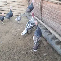 بقلمون|حیوانات مزرعه|گرگان, |دیوار