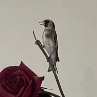 سهره|پرنده|پاکدشت, پاکدشت (مامازند)|دیوار