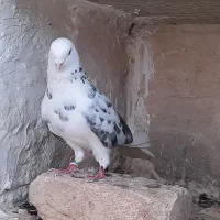 کبوتر پرشی در یشوا