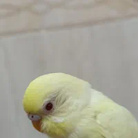 جوجه مرغ عشق