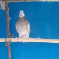 کفتر ماده جوجه|پرنده|قم, زند آباد|دیوار