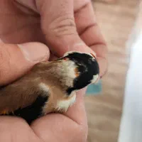 سهره چهار گل نما|پرنده|مهران (ایلام), |دیوار